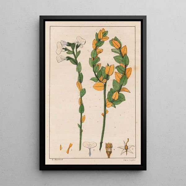 Ionidium poaya - Auguste de Saint-Hilaire — ingelijst kunstwerk aan de muur