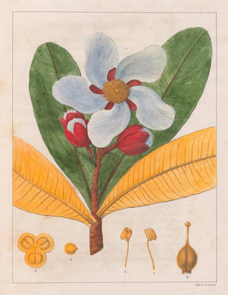 Auguste de SaintHilaire - Kielmayera Speciosa VA.webp