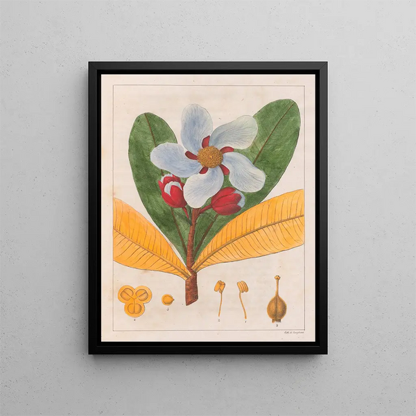 Kielmayera speciosa V.A. - Auguste de Saint-Hilaire — ingelijst kunstwerk aan de muur