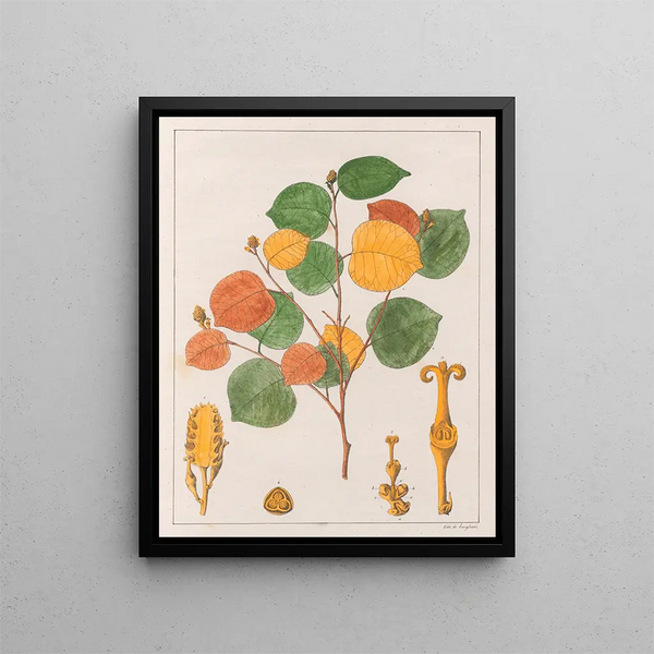 Prounea brasiliensis - Auguste de Saint-Hilaire — ingelijst kunstwerk aan de muur