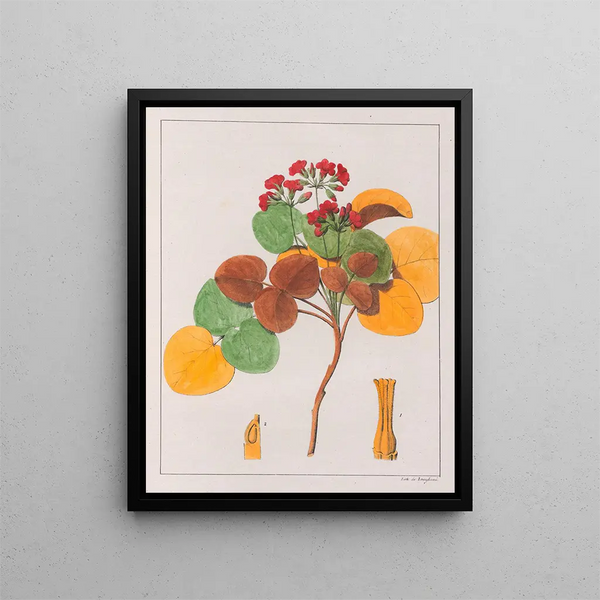Oxalis cordata - Auguste de Saint-Hilaire — ingelijst kunstwerk aan de muur