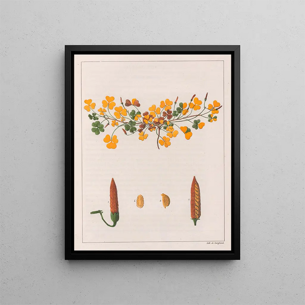 Oxalis repens - Auguste de Saint-Hilaire — ingelijst kunstwerk aan de muur