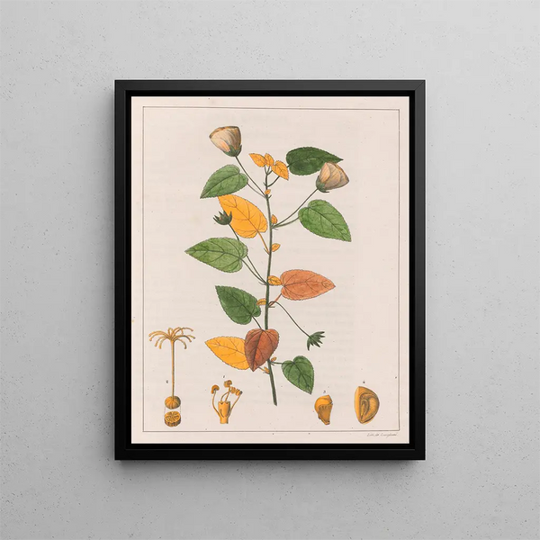 Pavonia diuretica - Auguste de Saint-Hilaire — ingelijst kunstwerk aan de muur