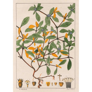 Auguste de SaintHilaire - Richardsonia Scabra.webp