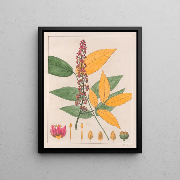 Sapindus esculentus - Auguste de Saint-Hilaire — ingelijst kunstwerk aan de muur