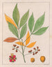 Schmidelia edulis - Auguste de Saint-Hilaire — artwork view