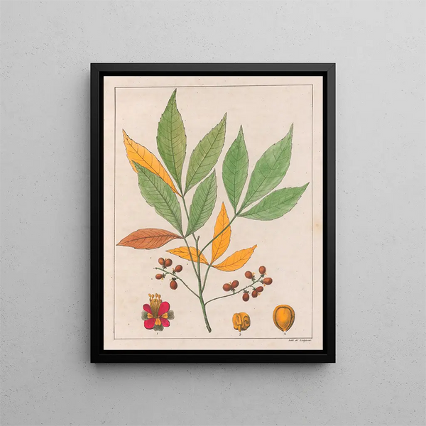 Schmidelia edulis - Auguste de Saint-Hilaire — ingelijst kunstwerk aan de muur