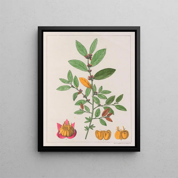Sida carpinifolia - Auguste de Saint-Hilaire — ingelijst kunstwerk aan de muur