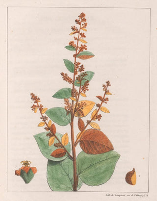 Auguste de SaintHilaire - Sida Micrantha.webp