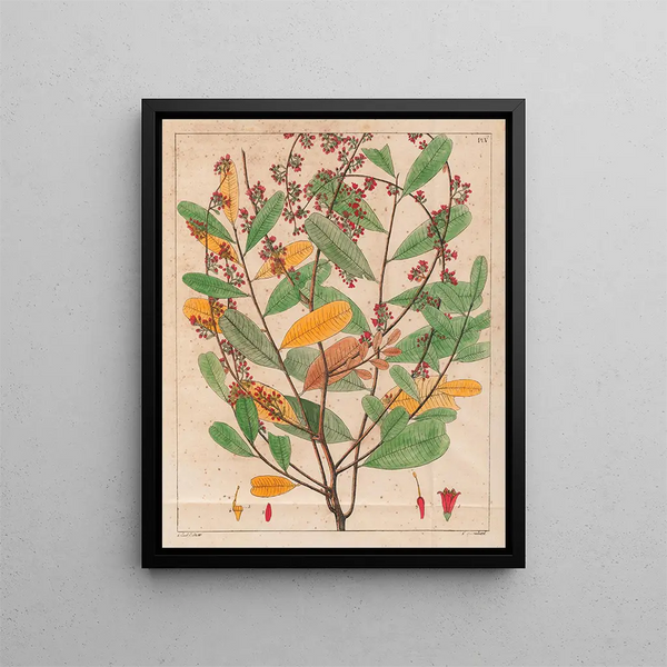 Simaruba versicolor - Auguste de Saint-Hilaire — ingelijst kunstwerk aan de muur