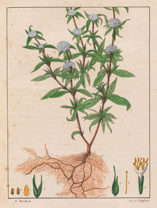 Auguste de SaintHilaire - Spermacoce Ferruginea.webp