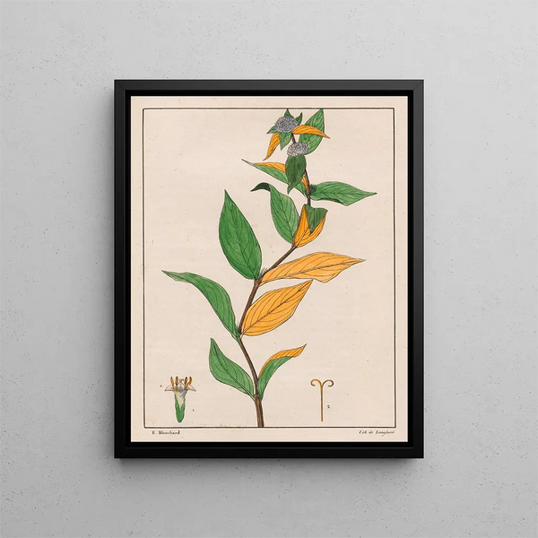 Spermacoce poaya - Auguste de Saint-Hilaire — ingelijst kunstwerk aan de muur