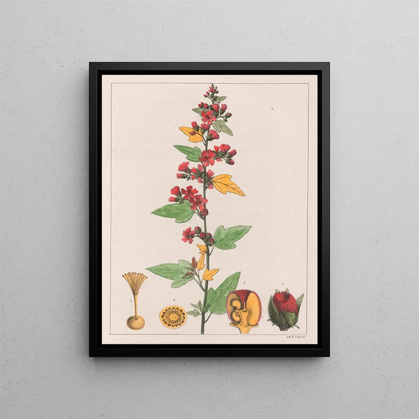 Sphoeralcea cisplatina V.A. - Auguste de Saint-Hilaire — ingelijst kunstwerk aan de muur