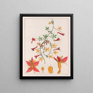 Auguste de SaintHilaire - Tropaeolum Pentaphyllum.webp