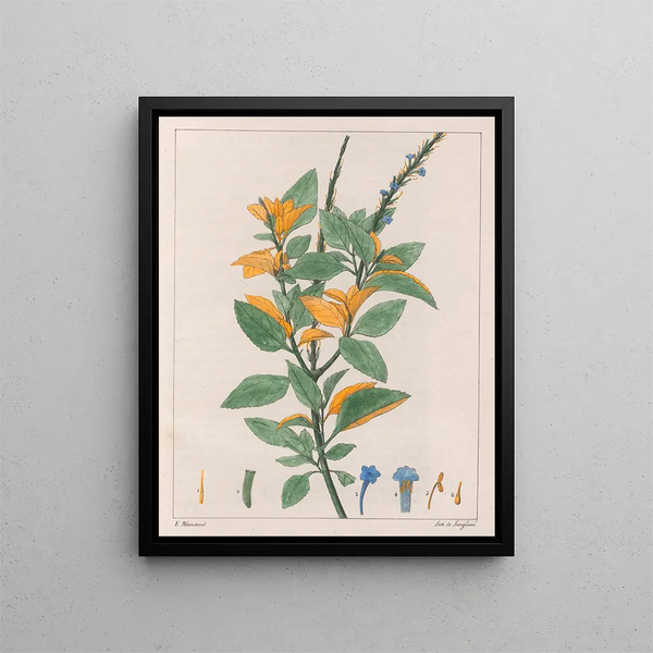 Verveine jamaïcaine - Auguste de Saint-Hilaire — ingelijst kunstwerk aan de muur