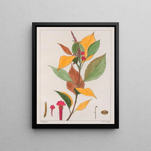 Verveine pseudogervao - Auguste de Saint-Hilaire — ingelijst kunstwerk aan de muur