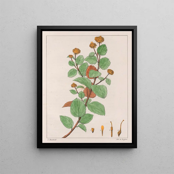 Waltheria dorée schilderij - Auguste de Saint-Hilaire — ingelijst kunstwerk aan de muur