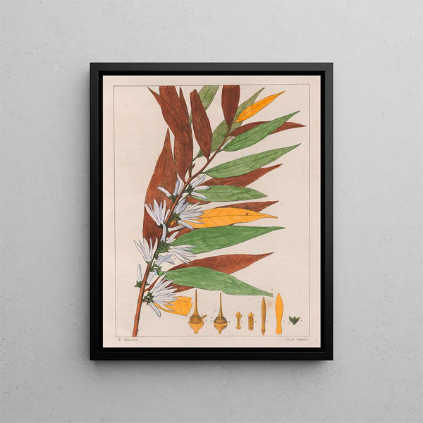 Xylopia sericea - Auguste de Saint-Hilaire — ingelijst kunstwerk aan de muur