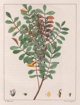Auguste de SaintHilaire - Zanthoxylum Hyemale.webp