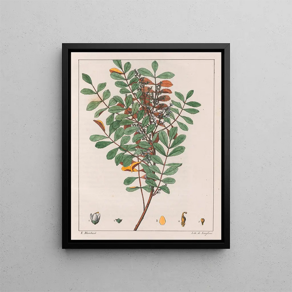 Zanthoxylum hyemale - Auguste de Saint-Hilaire — ingelijst kunstwerk aan de muur