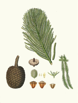 Aylmer Bourke Lambert - Arucaria excelsa Norfolk Island pine.webp