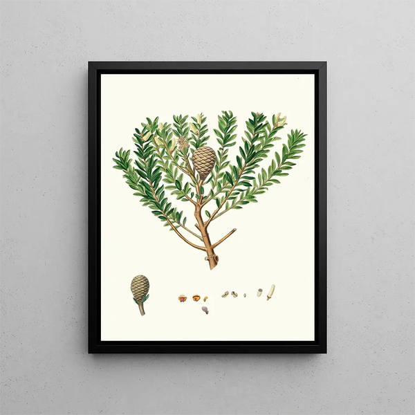 Dammara australis, resin tree from New Zealand or Cowrie - Aylmer Bourke Lambert — framed artwork on a wall