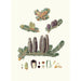 Pinus balsamea, Gilead balsam fir - Aylmer Bourke Lambert — artwork view