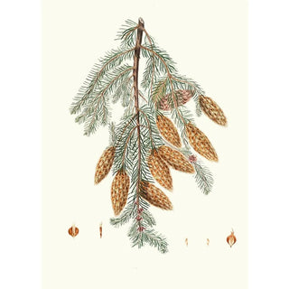 Aylmer Bourke Lambert - Pinus Douglasii Tridentbracted fir.webp