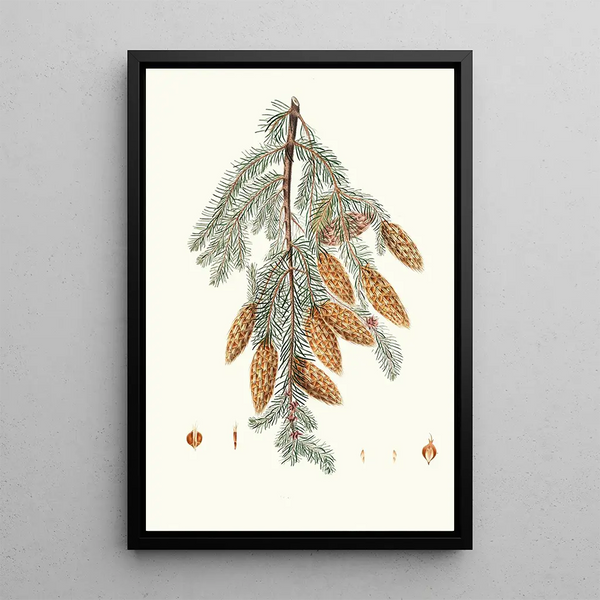 Pinus douglasii, three-bracted pine - Aylmer Bourke Lambert — framed artwork on a wall