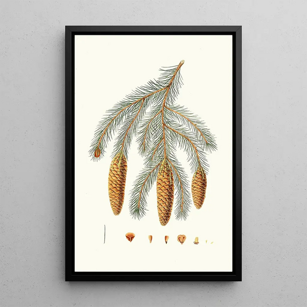 Reproduction of the painting Pinus smithiana, Himalayan fir - Aylmer Bourke Lambert