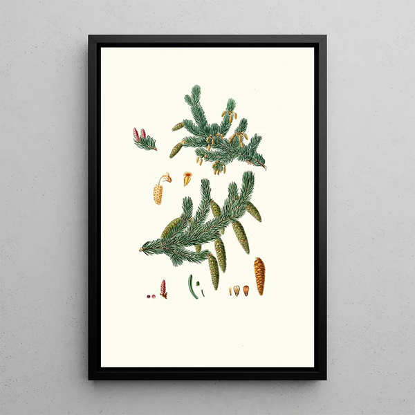 Pinus alba, white fir - Aylmer Bourke Lambert — framed artwork on a wall
