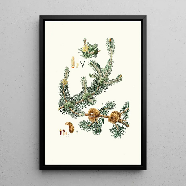 Reproduction of the painting Pinus banksiana, Labrador pine - Aylmer Bourke Lambert
