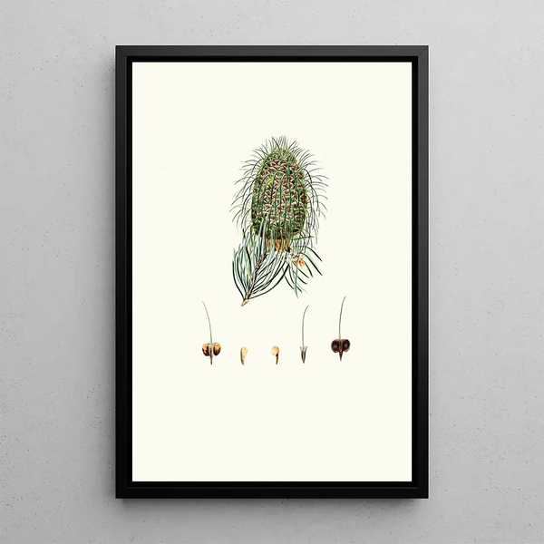 Pinus bracteata painting, bracted-leaved fir - Aylmer Bourke Lambert — framed artwork on a wall