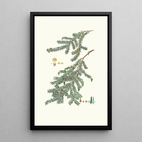Reproduction of the painting Pinus canadensis, pine of Canada - Aylmer Bourke Lambert