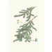 Reproductie van het schilderij van Pinus canadensis, den van Canada - Aylmer Bourke Lambert