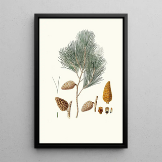 Aylmer Bourke Lambert - Pinus maritima Maritime pine.webp