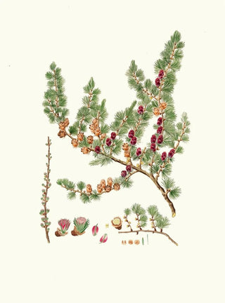Aylmer Bourke Lambert - Pinus microcarpa Red larch.webp