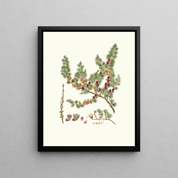 Pinus microcarpa, red larch - Aylmer Bourke Lambert — framed artwork on a wall