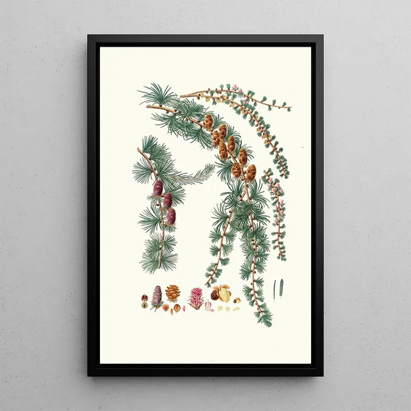 Pinus pendula Mélèze noir - Aylmer Bourke Lambert — ingelijst kunstwerk aan de muur