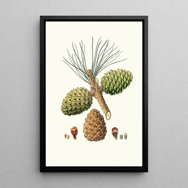 Reproductie van het schilderij Pinus pinea Pin parasol - Aylmer Bourke Lambert