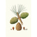 Reproduction of the painting Pinus pinea Pin parasol - Aylmer Bourke Lambert