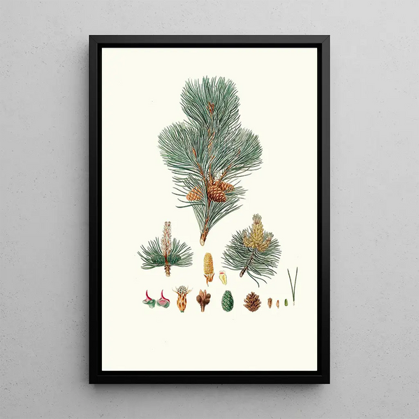 Reproductie van het schilderij Pinus pumilio Pin mokho of Pin van de berg - Aylmer Bourke Lambert