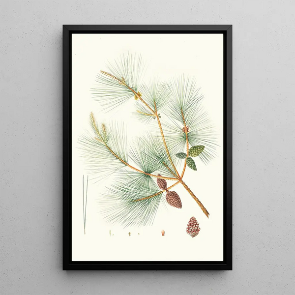 Reproductie van het schilderij Pinus sinensis Pin Chinees - Aylmer Bourke Lambert