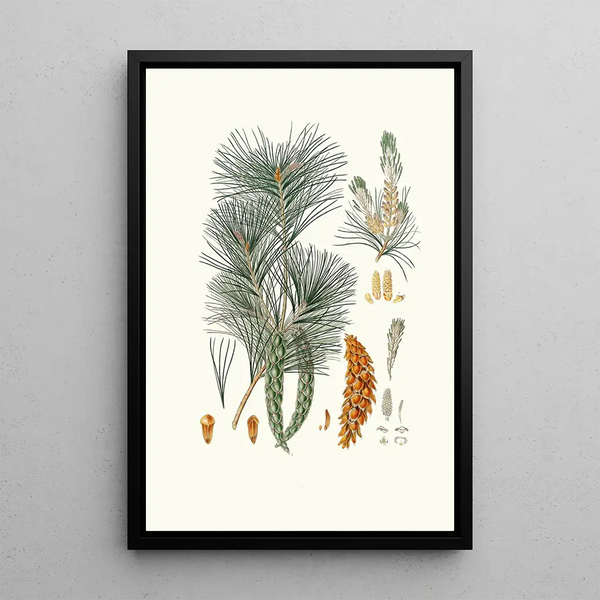 Reproductie van het schilderij Pinus strobus Weymouth-dennenboom - Aylmer Bourke Lambert