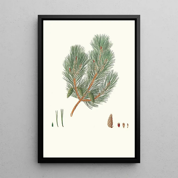 Reproductie van het schilderij van Pinus variablilis Pin bâtard à feuilles variables - Aylmer Bourke Lambert