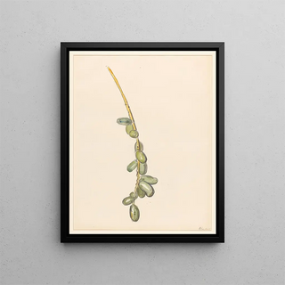 Barbara Elisabeth van Houten - Takje van een dadelpalm met groene vruchten.webp