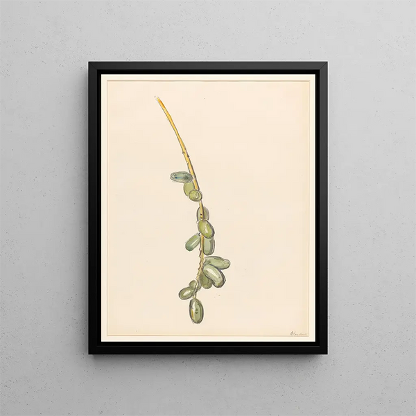 a palm date tree branch with green fruits - Barbara Elisabeth van Houten — framed artwork on a wall