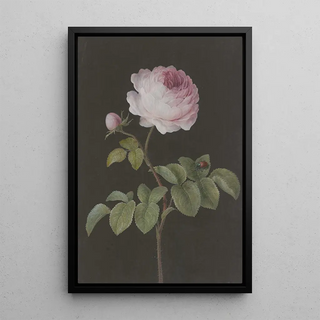 Barbara Regina Dietzsch - Rosa Rose Rosa mit einem braunen Kfer.webp