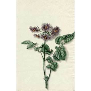 Barend Hendrik Thier - Bloeiende aardappel.webp