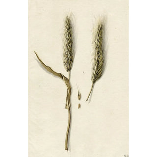 Barend Hendrik Thier - Rijpe rogge.webp